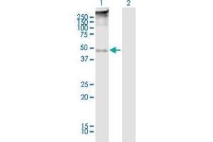 Western Blot analysis of TMEFF2 expression in transfected 293T cell line ( H00023671-T01 ) by TMEFF2 MaxPab polyclonal antibody.