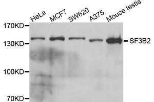 Western blot analysis of extracts of various cell lines, using SF3B2 antibody. (SF3B2 anticorps)