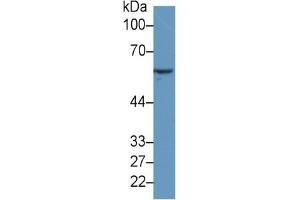 mouse Capture antibody from the kit in WB with Positive Control: Sample Human MCF7 cell lysate. (HSPD1 Kit ELISA)