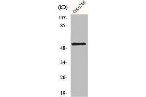 Western Blot analysis of COLO205 cells using KCNG2 Polyclonal Antibody (Kcng2 anticorps  (Internal Region))