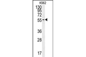 OX Antibody (Center) (ABIN652045 and ABIN2840519) western blot analysis in K562 cell line lysates (35 μg/lane). (PAOX anticorps  (AA 467-496))