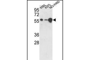 Western blot analysis of hUSP3- (ABIN388881 and ABIN2839174) in K562, , NCI- cell line lysates (35 μg/lane). (USP3 anticorps  (C-Term))