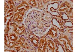 IHC image of ABIN7139867 diluted at 1:100 and staining in paraffin-embedded human kidney tissue performed on a Leica BondTM system. (GNG2 anticorps  (AA 44-62))