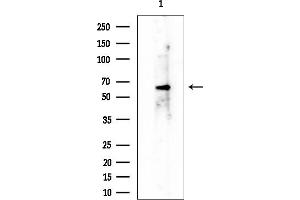 anti-Rap Guanine Nucleotide Exchange Factor (GEF) 5 (RAPGEF5) (C-Term) antibody