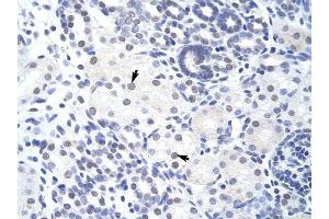 ZBTB38 antibody was used for immunohistochemistry at a concentration of 4-8 ug/ml to stain Epithelial cells of renal tubule (arrows) in Human Kidney. (ZBTB38 anticorps  (N-Term))