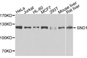 Western blot analysis of extracts of various cell lines, using SND1 antibody (ABIN5973481) at 1/1000 dilution. (SND1 anticorps)