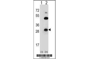Western blot analysis of CLDN2 using rabbit polyclonal CLDN2 Antibody (Y224) using 293 cell lysates (2 ug/lane) either nontransfected (Lane 1) or transiently transfected (Lane 2) with the CLDN2 gene. (Claudin 2 anticorps  (C-Term))