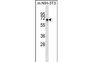 NDOR1 Antibody (Center) (ABIN1538074 and ABIN2849016) western blot analysis in mouse NIH-3T3 cell line lysates (35 μg/lane). (NDOR1 anticorps  (AA 207-234))