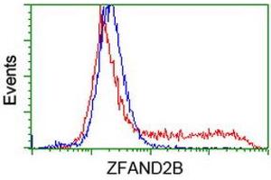 HEK293T cells transfected with either RC203822 overexpress plasmid (Red) or empty vector control plasmid (Blue) were immunostained by anti-ZFAND2B antibody (ABIN2454295), and then analyzed by flow cytometry.