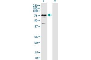 Western Blot analysis of RIOK2 expression in transfected 293T cell line by RIOK2 MaxPab polyclonal antibody. (RIOK2 anticorps  (AA 1-552))
