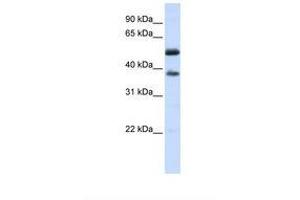 Image no. 1 for anti-Leucine Rich Repeat Containing 14 (LRRC14) (AA 144-193) antibody (ABIN6738129) (LRRC14 anticorps  (AA 144-193))