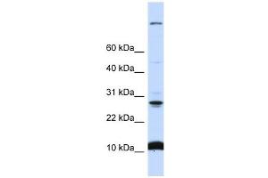 C19ORF56 antibody used at 1 ug/ml to detect target protein.