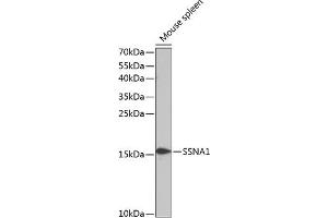 Western blot analysis of extracts of mouse spleen, using SSN antibody (3377) at 1:1000 dilution. (SSNA1 anticorps  (AA 1-119))