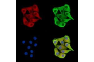ABIN7096450 and ABIN7100514 staining Hela cells by IF/ICC. (CHMP4C anticorps)