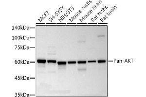 Western blot analysis of extracts of various cell lines, using Pan-AKT Rabbit mAb antibody (ABIN7265519) at 1:10000 dilution. (AKT 1/2/3 anticorps)