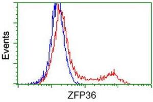 HEK293T cells transfected with either RC202049 overexpress plasmid (Red) or empty vector control plasmid (Blue) were immunostained by anti-ZFP36 antibody (ABIN2454204), and then analyzed by flow cytometry. (ZFP36 anticorps)