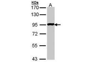 Image no. 1 for anti-G Protein-Coupled Receptor 114 (GPR114) (AA 2-253) antibody (ABIN467487) (GPR114 anticorps  (AA 2-253))