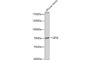 Western blot analysis of extracts of Mouse testis, using LIN9 antibody (ABIN7268270) at 1:1000 dilution. (LIN9 anticorps  (AA 350-470))