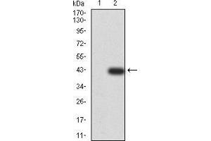 Western blot analysis using KLF2 mAb against HEK293 (1) and KLF2 (AA: 251-355)-hIgGFc transfected HEK293 (2) cell lysate.