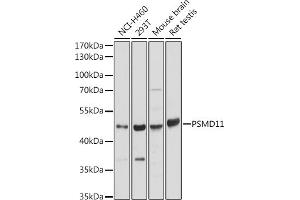 Western blot analysis of extracts of various cell lines, using PSMD11 antibody (ABIN7269587) at 1:2000 dilution.