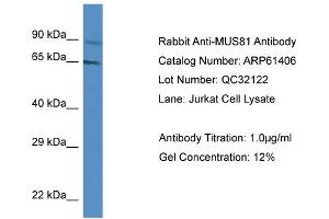 Western Blotting (WB) image for anti-MUS81 Endonuclease Homolog (MUS81) (Middle Region) antibody (ABIN786418) (MUS81 anticorps  (Middle Region))
