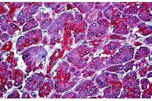 Human Pancreas: Formalin-Fixed, Paraffin-Embedded (FFPE) (WBP1 anticorps  (AA 165-174))