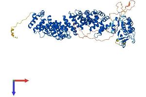 AlphaFold protein structure predicition of Human Recombinant ARMC3 Protein, UniprotID Q5W041