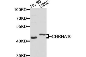 Western blot analysis of extracts of HL60 and U20S cells, using CHRNA10 antibody. (CHRNA10 anticorps)