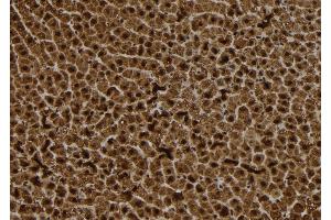 ABIN6272886 at 1/100 staining Rat liver tissue by IHC-P. (S100A14 anticorps  (N-Term))