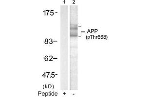 Western blot analysis of extracts from mouse brain tissue using APP(Phospho-668) Antibody(Lane 2) and the same antibody preincubated with blocking peptide(Lane1).