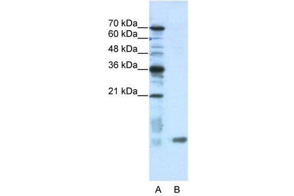 SLIRP antibody  (N-Term)