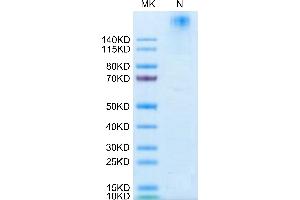 PE-Labeled Human HLA-G Tetramer on Tris-Bis PAGE under reduced condition.