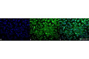 Immunocytochemistry/Immunofluorescence analysis using Rabbit Anti-p38 Polyclonal Antibody . (MAPK14 anticorps  (Biotin))