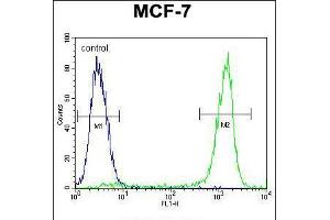 Flow cytometric analysis of MCF-7 cells (right histogram) compared to a negative control cell (left histogram). (ZNF829 anticorps  (AA 127-155))