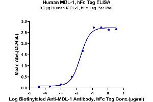 Immobilized Human MDL-1, hFc Tag at 2 μg/mL (100 μL/well) on the plate.