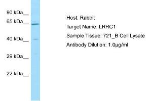 Host: Rabbit Target Name: LRRC1 Sample Type: 721_B Whole Cell lysates Antibody Dilution: 1. (LRRC1 anticorps  (C-Term))