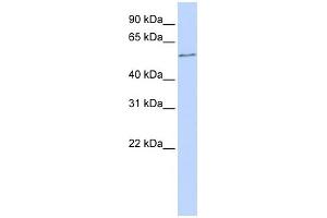WB Suggested Anti-ONECUT2 Antibody Titration:  0. (ONECUT2 anticorps  (N-Term))