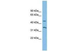 Image no. 1 for anti-RHBG (AA 35-84) antibody (ABIN6744869) (RHBG anticorps  (AA 35-84))