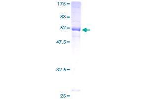 Image no. 1 for Junctional Adhesion Molecule 2 (JAM2) (AA 29-298) protein (GST tag) (ABIN1308280)