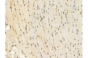 Phospho-MSH6 (Ser14) Antibody at 1/100 staining Mouse heart tissue by IHC-P. (MSH6 anticorps  (pSer14))