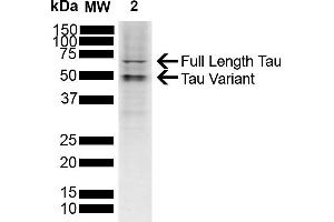 Western blot analysis of SH-SY5Y showing detection of ~45. (tau anticorps  (APC))
