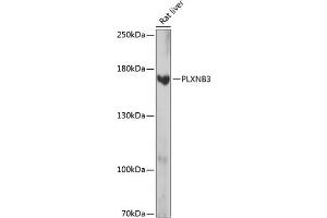 Western blot analysis of extracts of rat liver, using PLXNB3 antibody (ABIN7269424) at 1:1000 dilution. (Plexin B3 anticorps  (AA 1050-1250))