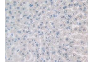 Detection of GDF5 in Mouse Liver Tissue using Polyclonal Antibody to Growth Differentiation Factor 5 (GDF5)