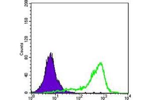 Flow cytometric analysis of K562 cells using CRTC1 mouse mAb (green) and negative control (purple).