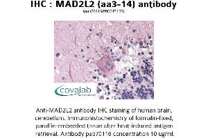 Image no. 1 for anti-MAD2 Mitotic Arrest Deficient-Like 2 (MAD2L2) (AA 3-14) antibody (ABIN1736665) (MAD2L2 anticorps  (AA 3-14))
