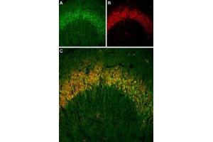 Multiplex staining of Parathyroid hormone 2 receptor and Vesicular glutamate transporter 2 in mouse hippocampus - Immunohistochemical staining of mouse hippocampal CA3 region frozen sections using Anti-PTH2R (extracellular)-ATTO Fluor-488 Antibody (ABIN7043431), (1:60) and Anti-VGLUT2-ATTO Fluor-594 Antibody (ABIN7043682), (1:60).