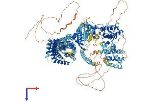 AlphaFold protein structure predicition of Mouse Recombinant Map3k5 Protein, UniprotID O35099