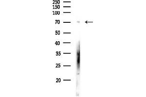 anti-EPS8-Like 1 (EPS8L1) (Internal Region) antibody