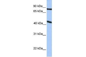 WB Suggested Anti-KCNK4 Antibody Titration:  0. (KCNK4 anticorps  (N-Term))