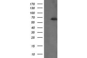 Image no. 1 for anti-tRNA Methyltransferase 2 Homolog A (TRMT2A) antibody (ABIN1501514) (TRMT2A anticorps)